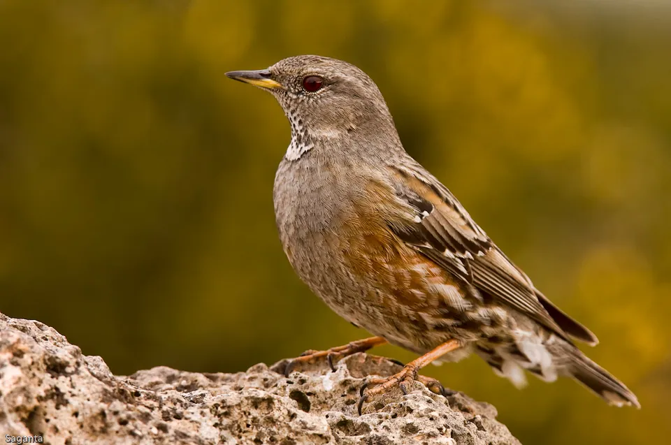 Alpenbraunelle (Prunella collaris) — Aufnahme 2 aufgenommen in Itatí, Corrientes, Argentina, mit Informationen zu Merkmalen und Verbreitung