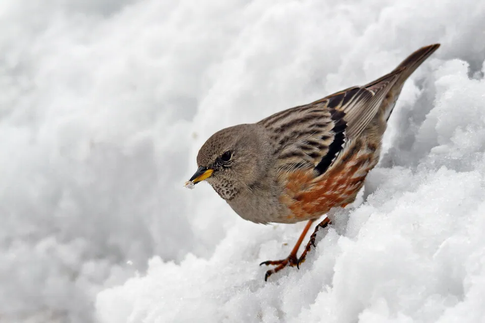 Alpenbraunelle (Prunella collaris) — Aufnahme 3 aufgenommen in Dosse Petit, Leucate, Occitanie, FR, mit Informationen zu Merkmalen und Verbreitung
