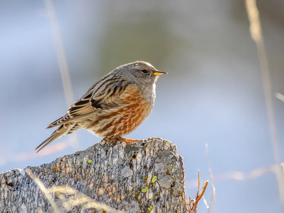 Alpenbraunelle (Prunella collaris) erkennen — Foto, Gesang und Steckbrief der Vogelart aufgenommen in Stitt St, Ottawa, ON, CA