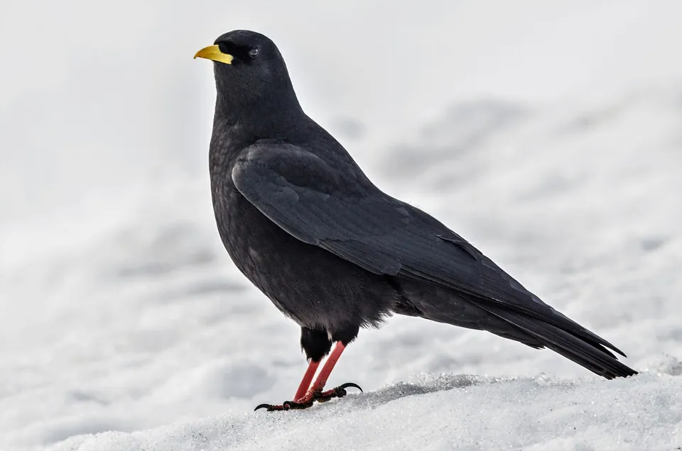 Alpendohle (Pyrrhocorax graculus) erkennen — Foto, Gesang und Steckbrief der Vogelart aufgenommen in Westport, WA 98595, USA