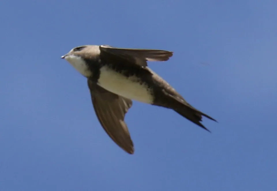 Alpensegler (Tachymarptis melba) — Aufnahme 2 aufgenommen in Erie County, PA, USA, mit Informationen zu Merkmalen und Verbreitung