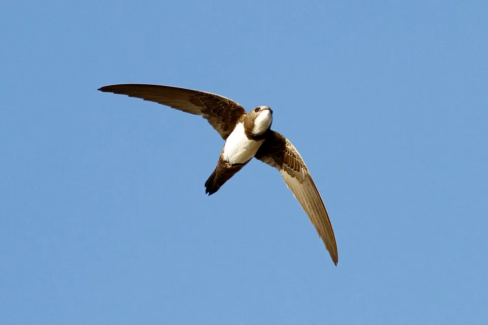 Alpensegler (Tachymarptis melba) erkennen — Foto, Gesang und Steckbrief der Vogelart aufgenommen in Puerto Lleras, Meta, CO
