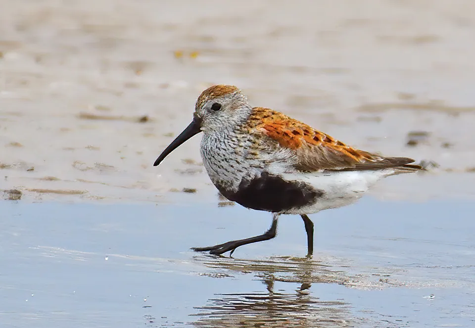 Alpenstrandläufer (Calidris alpina) — Aufnahme 2 aufgenommen in Aragatsotn, Arménie, mit Informationen zu Merkmalen und Verbreitung