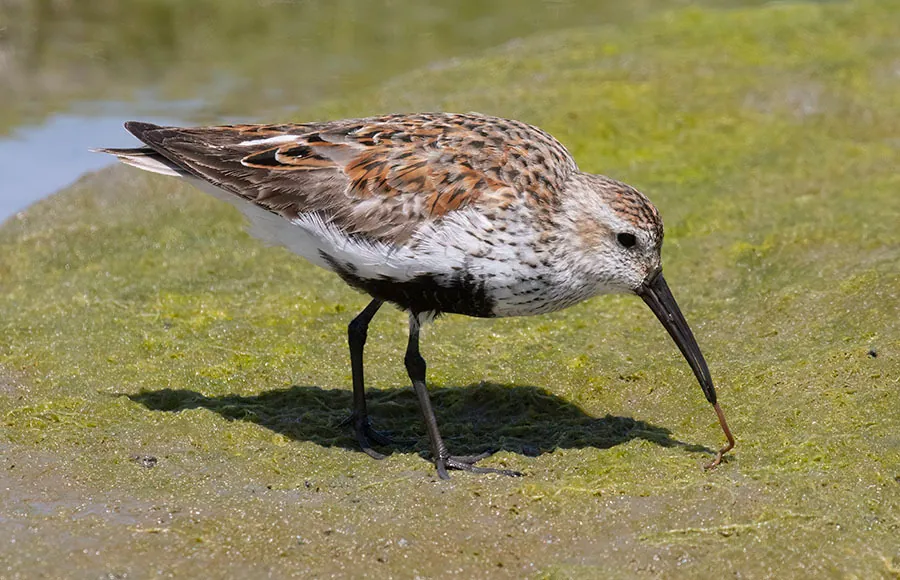 Alpenstrandläufer (Calidris alpina) — Aufnahme 3 aufgenommen in Duneside Rd, Kiawah Island, SC, US, mit Informationen zu Merkmalen und Verbreitung