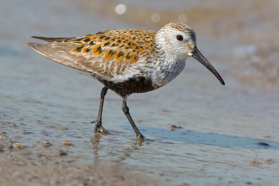 Alpenstrandläufer (Calidris alpina) erkennen — Foto, Gesang und Steckbrief der Vogelart aufgenommen in Peterborough County, ON, Canada