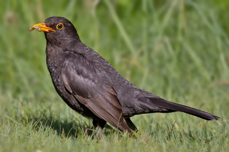 Amsel (Turdus merula) — Aufnahme 2 aufgenommen in Hudson, WI, USA, mit Informationen zu Merkmalen und Verbreitung