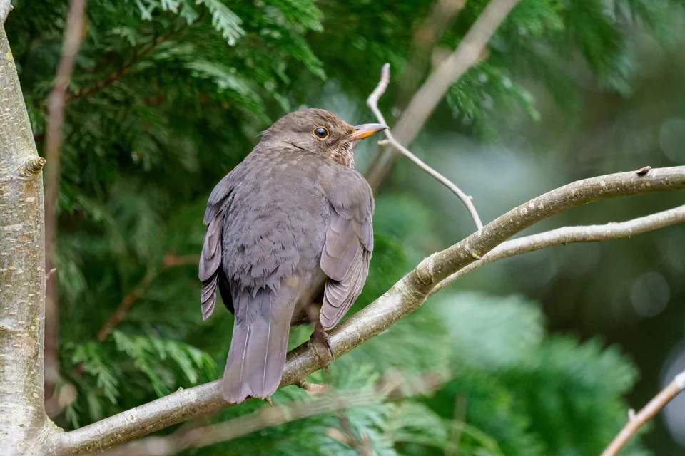Amsel (Turdus merula) — Aufnahme 3 aufgenommen in Nanook Ln, Highlands East, ON, CA, mit Informationen zu Merkmalen und Verbreitung