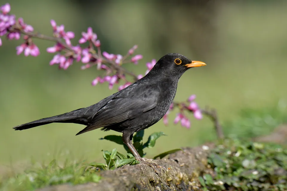 Amsel (Turdus merula) erkennen — Foto, Gesang und Steckbrief der Vogelart aufgenommen in RM-32, Blanco, TX, US