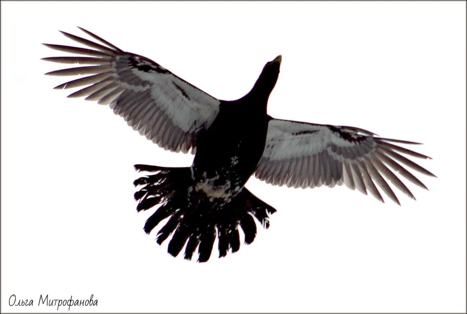 Auerhuhn (Tetrao urogallus) — Aufnahme 2 aufgenommen in Alcoutim, PT-FA, PT, mit Informationen zu Merkmalen und Verbreitung