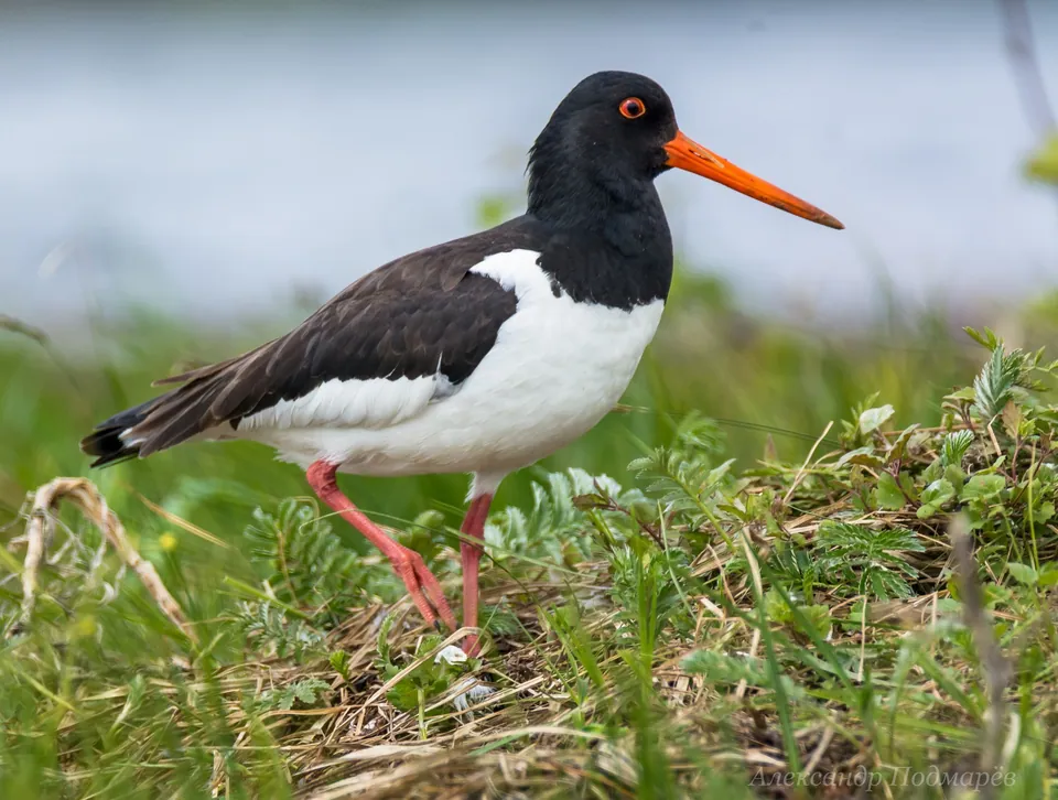 Austernfischer (Haematopus ostralegus) — Aufnahme 2 aufgenommen in Asterby, Louth LN11 9UE, UK, mit Informationen zu Merkmalen und Verbreitung