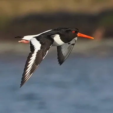 Austernfischer (Haematopus ostralegus) — Aufnahme 3 aufgenommen in Rua Caruná - Parada de Lucas Rio de Janeiro - RJ, mit Informationen zu Merkmalen und Verbreitung