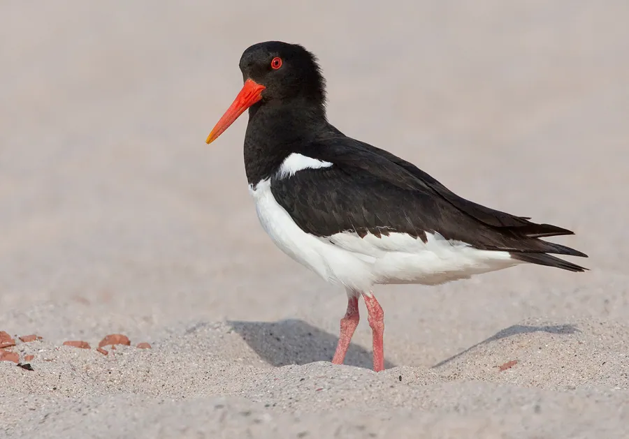 Austernfischer (Haematopus ostralegus) erkennen — Foto, Gesang und Steckbrief der Vogelart aufgenommen in Rua Caruná - Parada de Lucas Rio de Janeiro - RJ