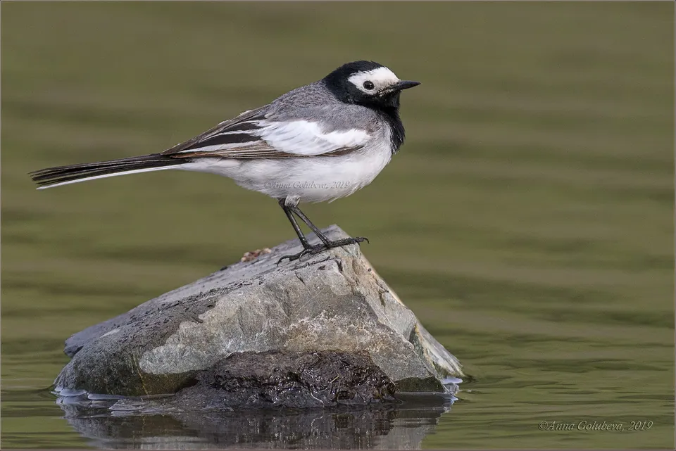 Bachstelze (Motacilla alba) — Aufnahme 2 aufgenommen in Queen Street/King Street, Martinsburg, WV 25401, USA, mit Informationen zu Merkmalen und Verbreitung