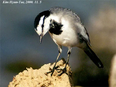 Bachstelze (Motacilla alba) — Aufnahme 3, mit Informationen zu Merkmalen und Verbreitung