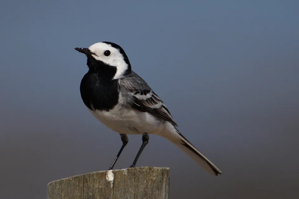 Bachstelze (Motacilla alba) erkennen — Foto, Gesang und Steckbrief der Vogelart aufgenommen in Timiryazev street, Almaty, Almaty, KZ