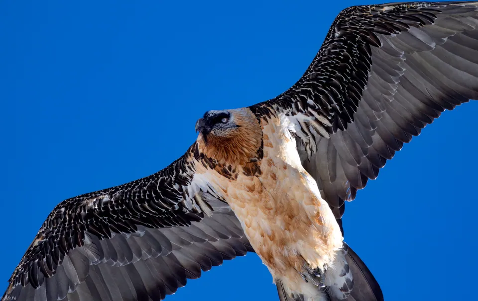 Bartgeier (Gypaetus barbatus) — Aufnahme 2 aufgenommen in Budatínska Lehota 111, 023 36 Kysucké Nové Mesto-Budatínska Lehota, Slovensko, mit Informationen zu Merkmalen und Verbreitung