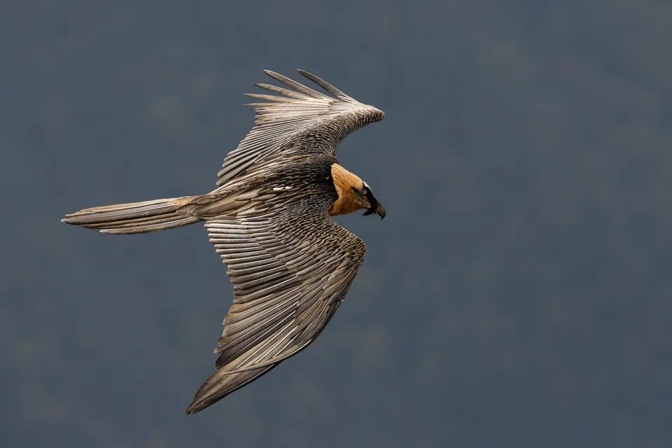 Bartgeier (Gypaetus barbatus) erkennen — Foto, Gesang und Steckbrief der Vogelart aufgenommen in Potsdam