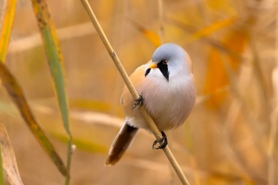 Bartmeise (Panurus biarmicus) — Aufnahme 2 aufgenommen in 24195 Valdefresno, León, España, mit Informationen zu Merkmalen und Verbreitung