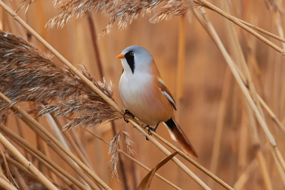 Bartmeise (Panurus biarmicus) — Aufnahme 3, mit Informationen zu Merkmalen und Verbreitung