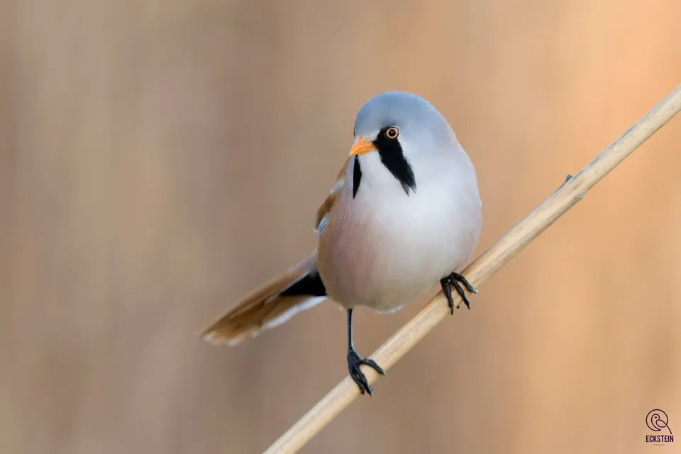 Bartmeise (Panurus biarmicus) erkennen — Foto, Gesang und Steckbrief der Vogelart aufgenommen in Perpignan, Occitanie, FR