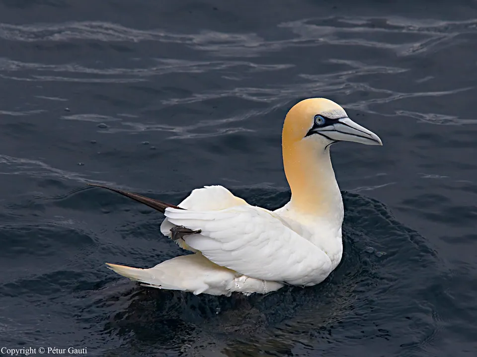 Basstölpel (Morus bassanus) erkennen — Foto, Gesang und Steckbrief der Vogelart aufgenommen in King County, US-WA, US