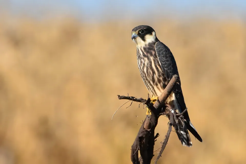 Baumfalke (Falco subbuteo) — Aufnahme 2 aufgenommen in Sharon Township, MI, USA, mit Informationen zu Merkmalen und Verbreitung