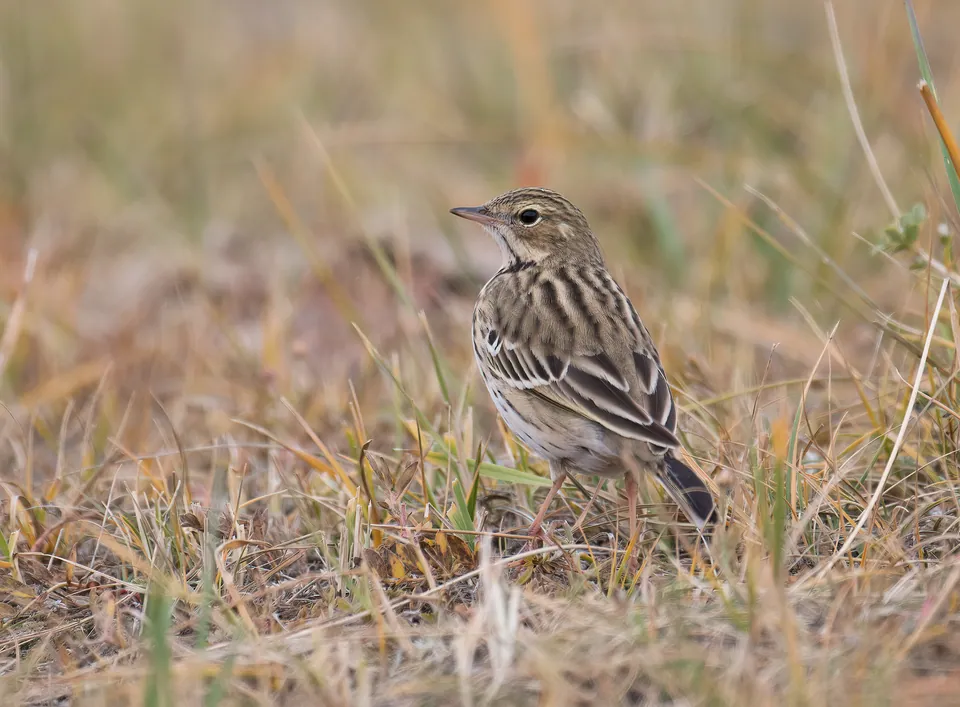 Baumpieper (Anthus trivialis) — Aufnahme 3 aufgenommen in 17441 Brunyola, Provinz Girona, Spanien, mit Informationen zu Merkmalen und Verbreitung