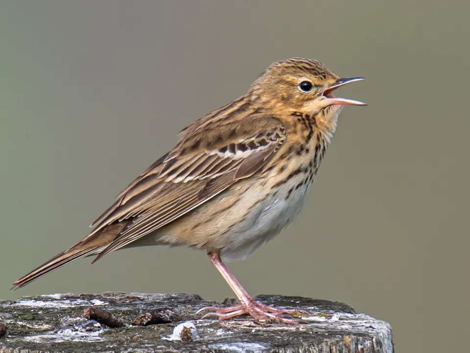 Baumpieper (Anthus trivialis) erkennen — Foto, Gesang und Steckbrief der Vogelart aufgenommen in Urbana, IL, USA
