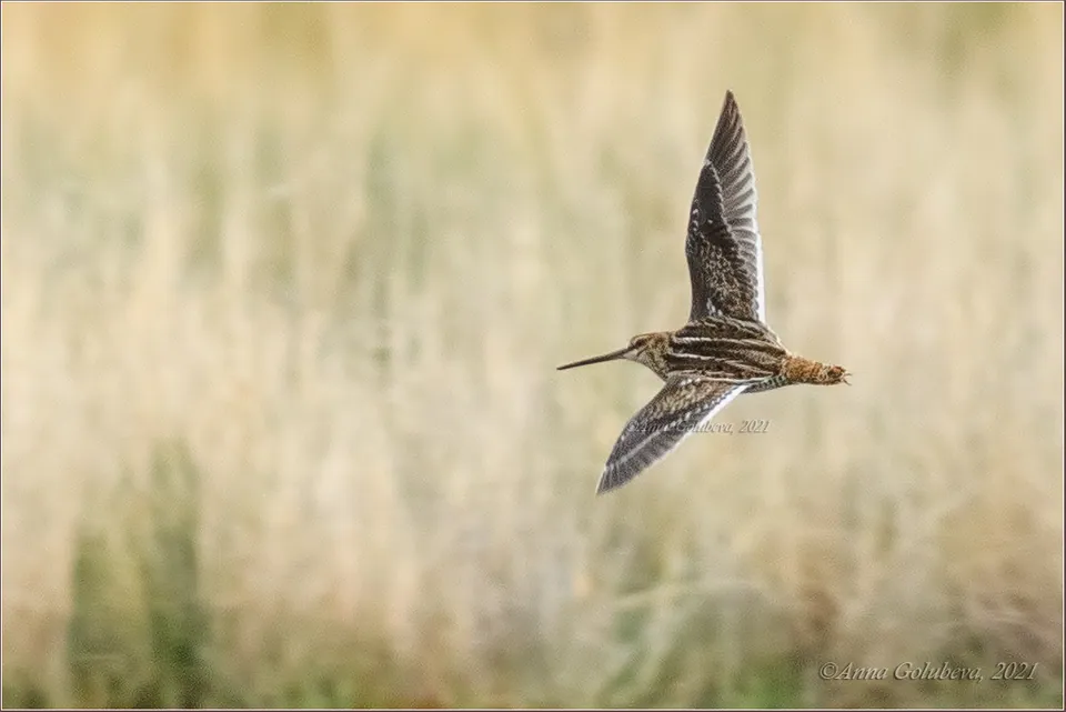 Bekassine (Gallinago gallinago) — Aufnahme 2 aufgenommen in д.Черное, Балашиха, Московская область, ул. Агрогородок, 79, Балашиха, Московская обл., Россия, 143921, mit Informationen zu Merkmalen und Verbreitung