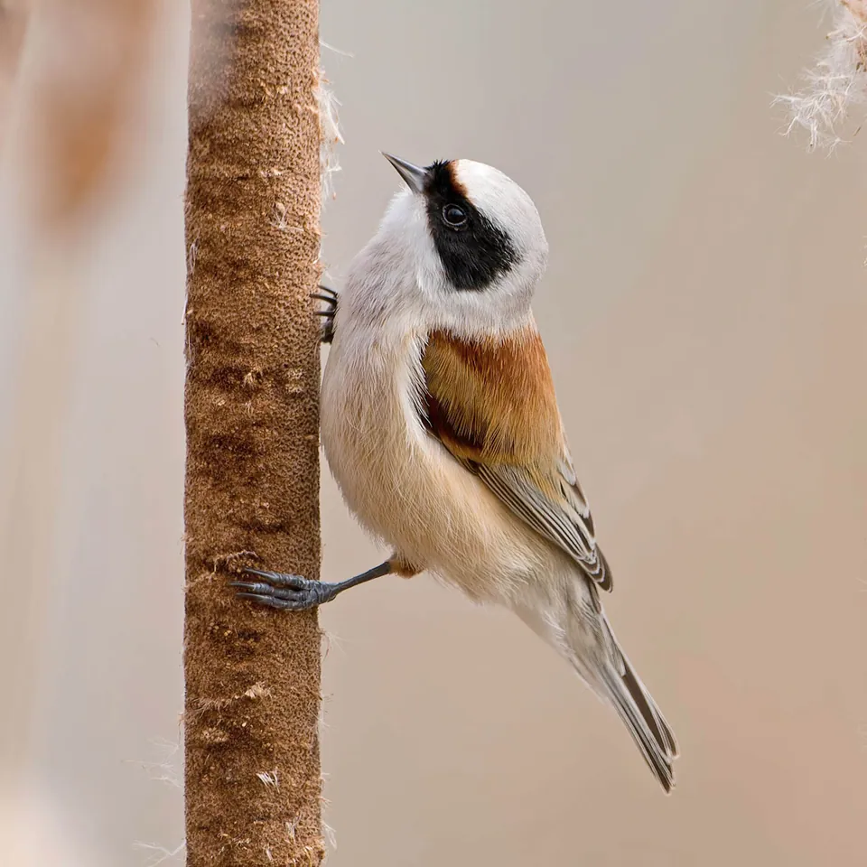 Beutelmeise (Remiz pendulinus) erkennen — Foto, Gesang und Steckbrief der Vogelart aufgenommen in Harney County, US-OR, US
