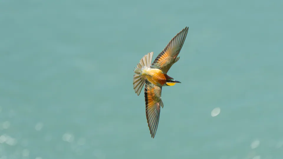 Bienenfresser (Merops apiaster) — Aufnahme 2 aufgenommen in Westbound Sutherland at Disraeli, Winnipeg, MB R2W 3J4, Canada, mit Informationen zu Merkmalen und Verbreitung