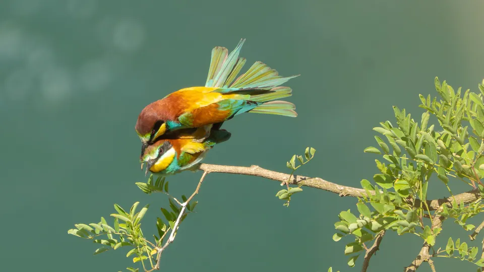 Bienenfresser (Merops apiaster) — Aufnahme 3 aufgenommen in Av. Lacerda Franco, 1458 - Vila Deodoro, São Paulo - SP, 01536-001, Brasil, mit Informationen zu Merkmalen und Verbreitung