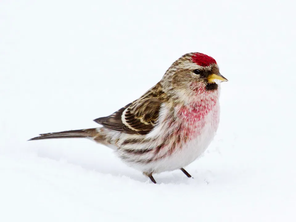 Birkenzeisig (Acanthis flammea) erkennen — Foto, Gesang und Steckbrief der Vogelart aufgenommen in Kurzeggerweg, Graz, Steiermark, AT