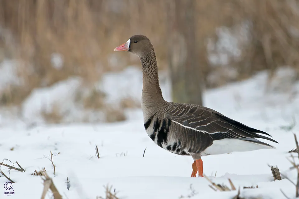 Blässgans (Anser albifrons) erkennen — Foto, Gesang und Steckbrief der Vogelart aufgenommen in Potomac Woods Ln, Leesburg, VA, US