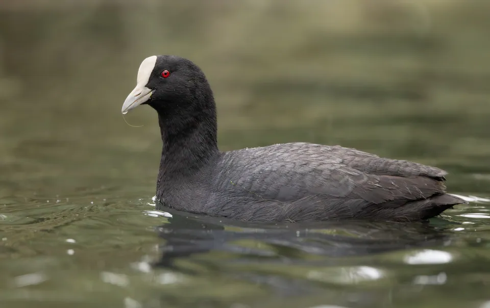 Blässhuhn (Fulica atra) — Aufnahme 3 aufgenommen in University of Virginia, Charlottesville, VA, US, mit Informationen zu Merkmalen und Verbreitung