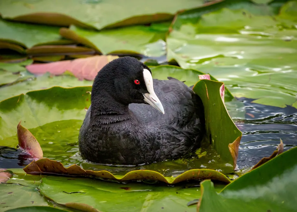 Blässhuhn (Fulica atra) erkennen — Foto, Gesang und Steckbrief der Vogelart aufgenommen in University of California-Santa Barbara, CA, USA