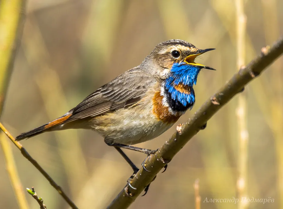 Blaukehlchen (Luscinia svecica) — Aufnahme 2, mit Informationen zu Merkmalen und Verbreitung