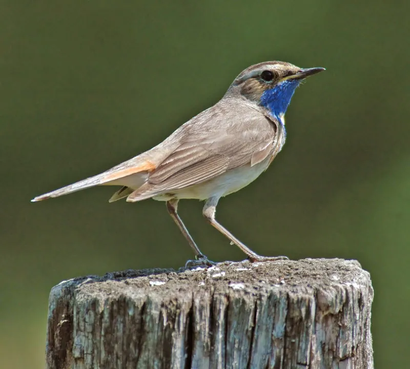 Blaukehlchen (Luscinia svecica) — Aufnahme 3 aufgenommen in White Hill Rd, Hillsdale, NY, US, mit Informationen zu Merkmalen und Verbreitung