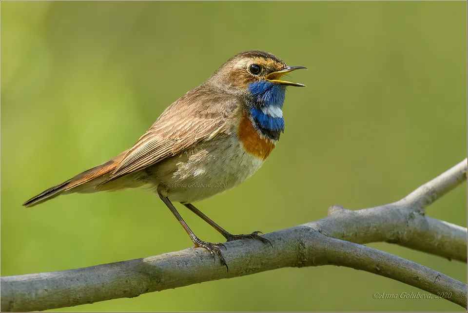 Blaukehlchen (Luscinia svecica) erkennen — Foto, Gesang und Steckbrief der Vogelart