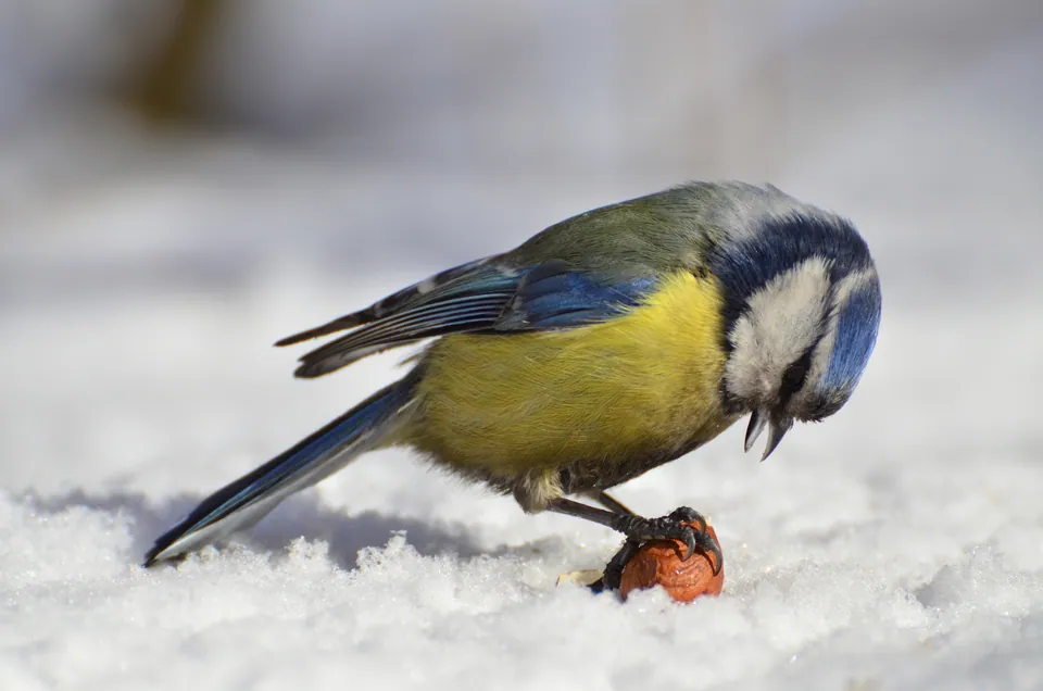 Blaumeise (Cyanistes caeruleus) — Aufnahme 2 aufgenommen in Zhibek Zholy Avenue, Almaty, Almaty, KZ, mit Informationen zu Merkmalen und Verbreitung