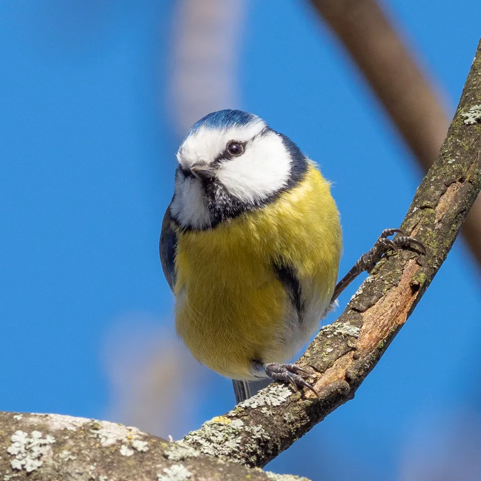 Blaumeise (Cyanistes caeruleus) — Aufnahme 3 aufgenommen in 874J+98, 36955, Pontevedra, España, mit Informationen zu Merkmalen und Verbreitung