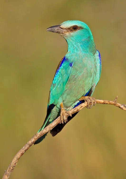Blauracke (Coracias garrulus) — Aufnahme 2 aufgenommen in Burnaby, BC, CA, mit Informationen zu Merkmalen und Verbreitung