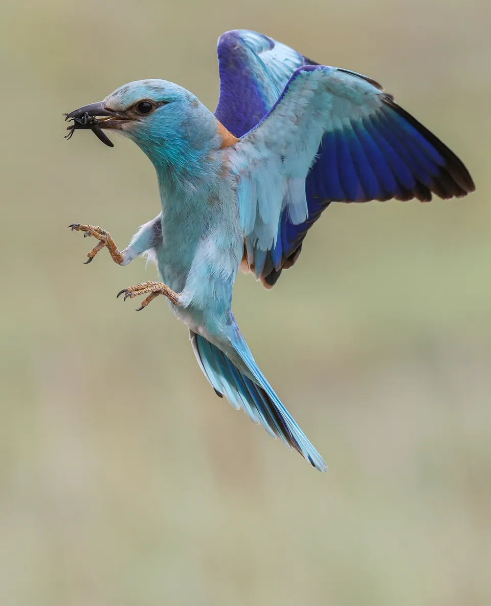 Blauracke (Coracias garrulus) — Aufnahme 3 aufgenommen in Albion, PA 16401, USA, mit Informationen zu Merkmalen und Verbreitung