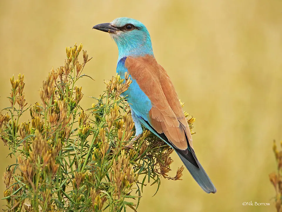 Blauracke (Coracias garrulus) erkennen — Foto, Gesang und Steckbrief der Vogelart aufgenommen in Okanagan (Part) 1, BC, CA