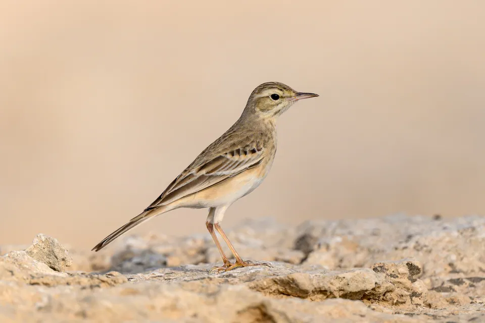 Brachpieper (Anthus campestris) — Aufnahme 2 aufgenommen in Lake Ontario, CA-ON, CA, mit Informationen zu Merkmalen und Verbreitung