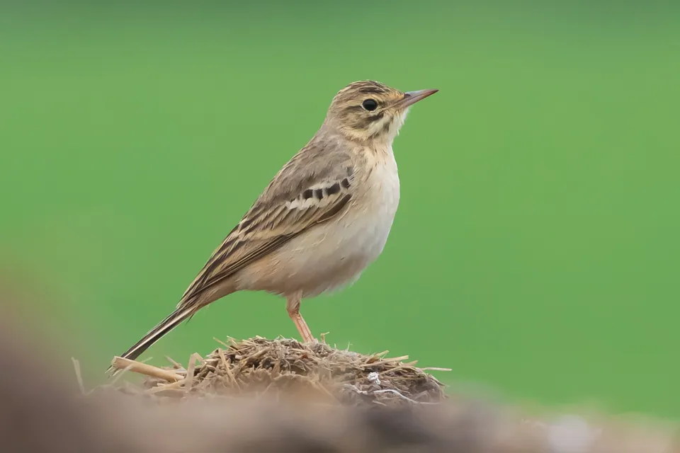 Brachpieper (Anthus campestris) erkennen — Foto, Gesang und Steckbrief der Vogelart aufgenommen in Barcelona, ES-CT, ES