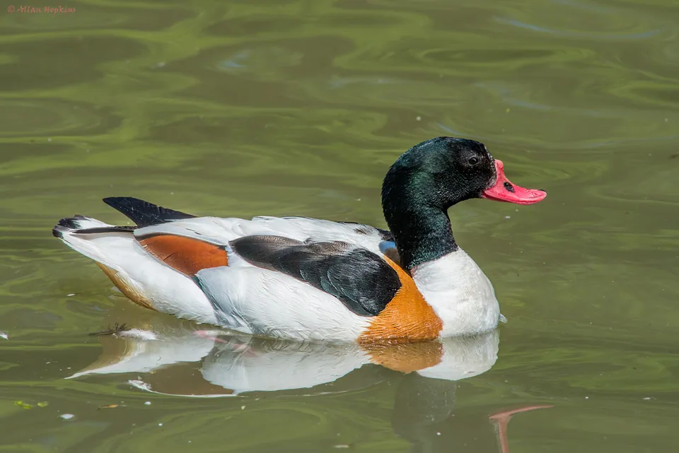 Brandgans (Tadorna tadorna) — Aufnahme 2 aufgenommen in Moose Creek, ON K0C 1W0, Canada, mit Informationen zu Merkmalen und Verbreitung