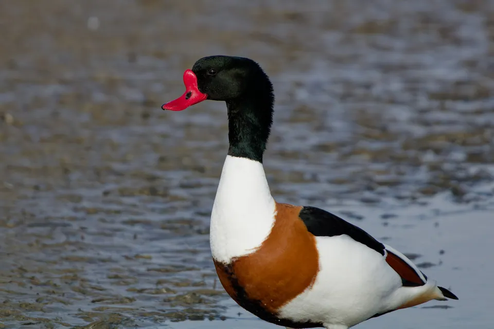 Brandgans (Tadorna tadorna) erkennen — Foto, Gesang und Steckbrief der Vogelart aufgenommen in Wietser Horst, Bückeburg, Lower Saxony, DE