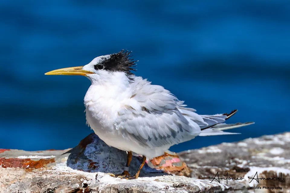 Brandseeschwalbe (Thalasseus sandvicensis) — Aufnahme 2 aufgenommen in Kilberry Ct, Walkertown, NC, US, mit Informationen zu Merkmalen und Verbreitung