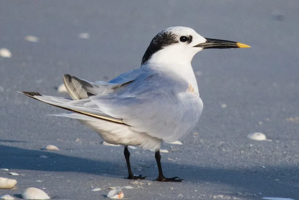 Brandseeschwalbe (Thalasseus sandvicensis) erkennen — Foto, Gesang und Steckbrief der Vogelart aufgenommen in Pictor Ln, Orlando, FL, US